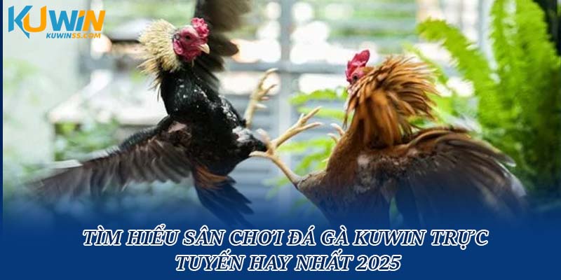 Tìm Hiểu Sân Chơi Đá Gà Kuwin Trực Tuyến Hay Nhất 2025